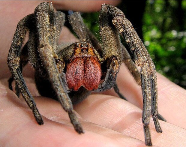 Бразильский странствующий паук на руке человека